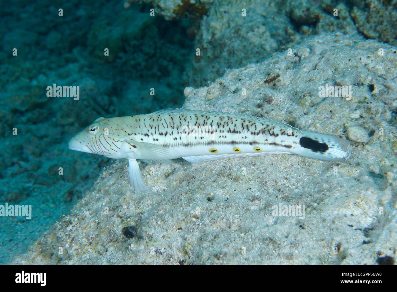 Speckled sandperch (Parapercis hexophthalma), House reef dive site, Mangrove Bay, El Quesir, Red Sea, Egypt Stock Photo