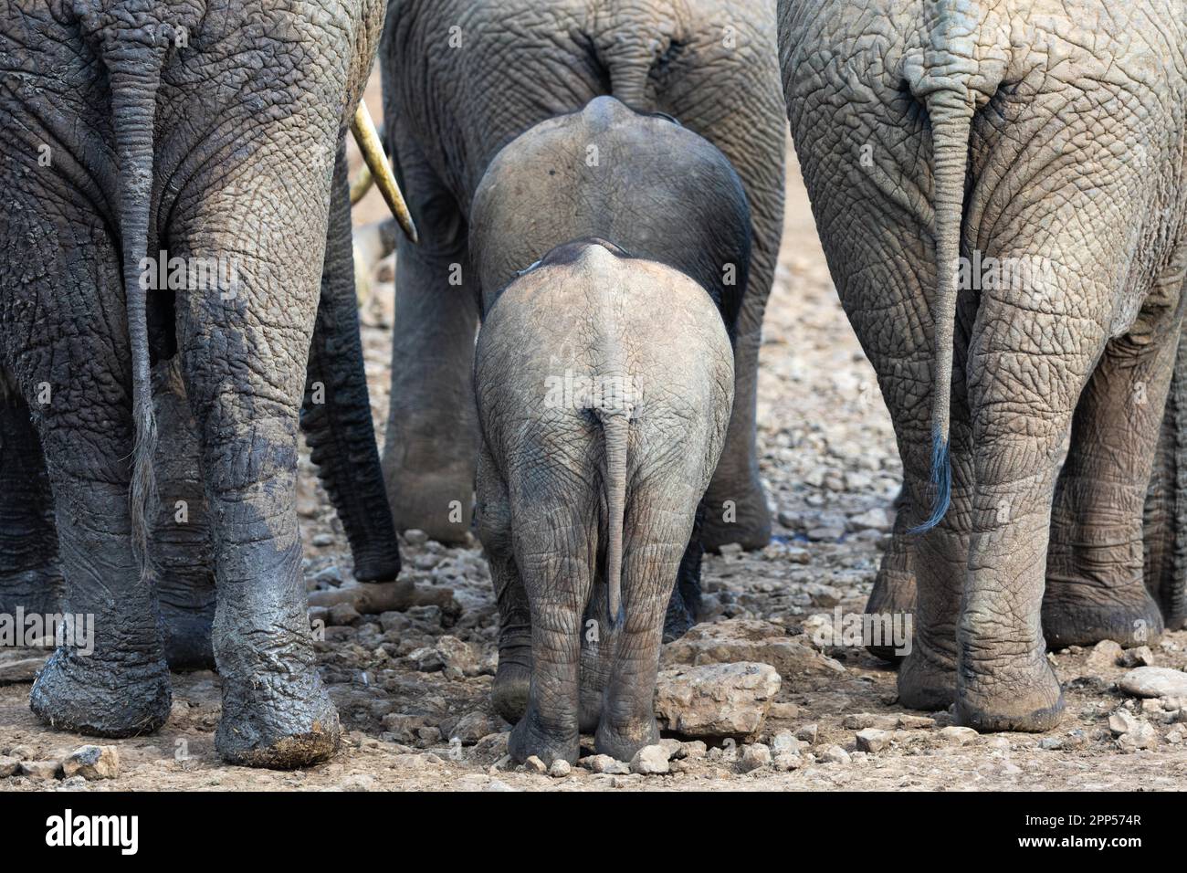 African elephant (Loxodonta africana), group from behind, Ark Lodge, Aberdare NP, Kenya Stock Photo