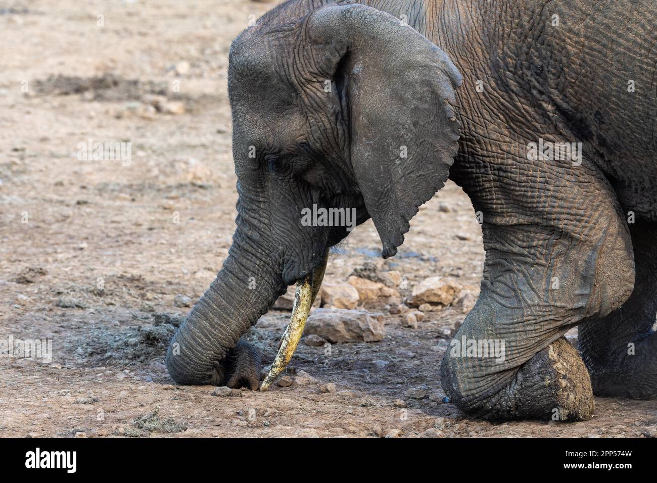 African elephant (Loxodonta africana), picking up minerals, Ark Lodge, Aberdare NP, Kenya Stock Photo