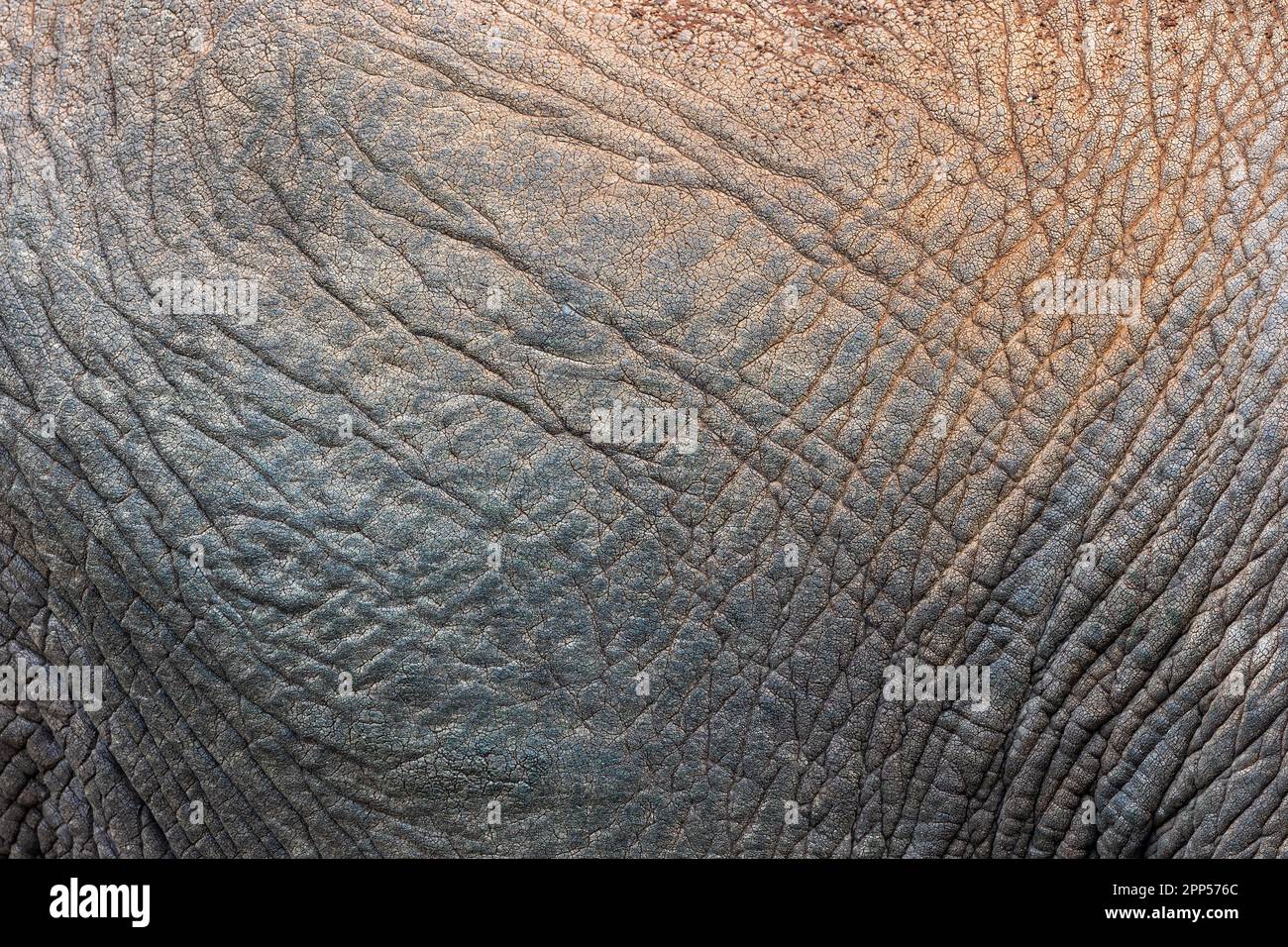 African elephant (Loxodonta africana), skin, Ark Lodge, Aberdare NP, Kenya Stock Photo