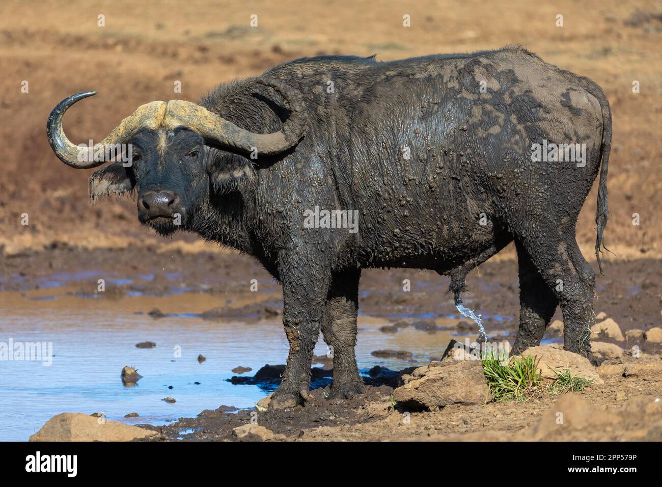 African buffalo (Syncerus caffer) at the waterhole, Ark Lodge, Kabage, Kenya Stock Photo