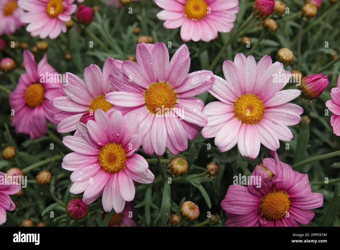 Colorful closeup on a rich flowering soft pink flowers of the Paris or Marguerite daisy, Argyranthemum frutescens in the garden Stock Photo