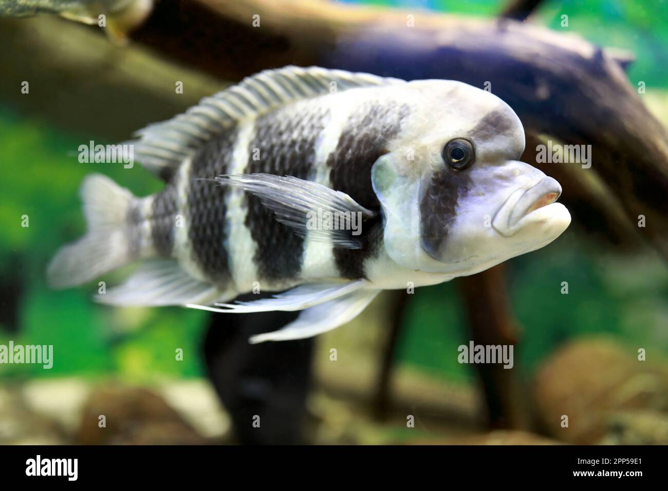 View of Cyphotilapia frontosa fish in aquarium Stock Photo