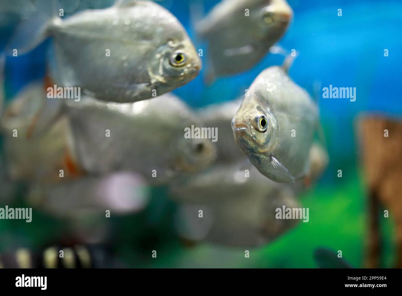 View of Gymnocorymbus thayeri fishes in aquarium Stock Photo