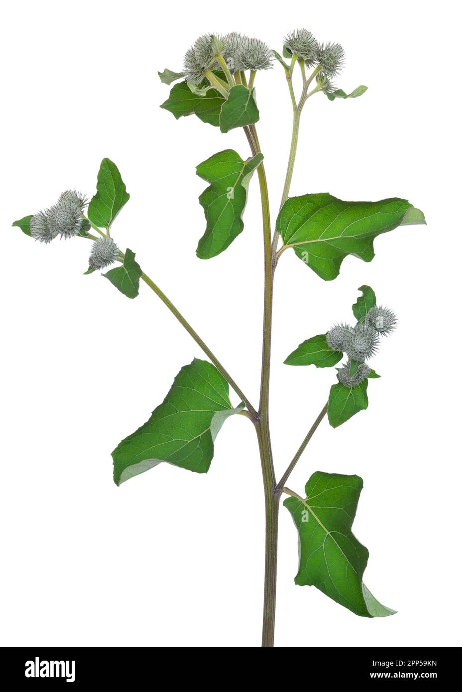 Great Burdock (Arctium lappa) flower isolated on  white background Stock Photo