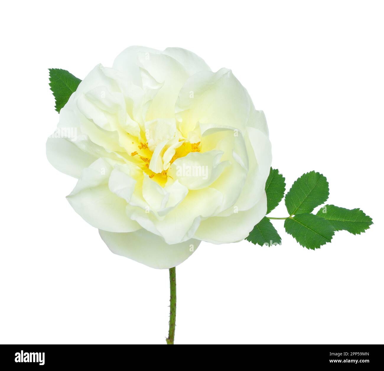 White rose flower isolated on white background Stock Photo - Alamy