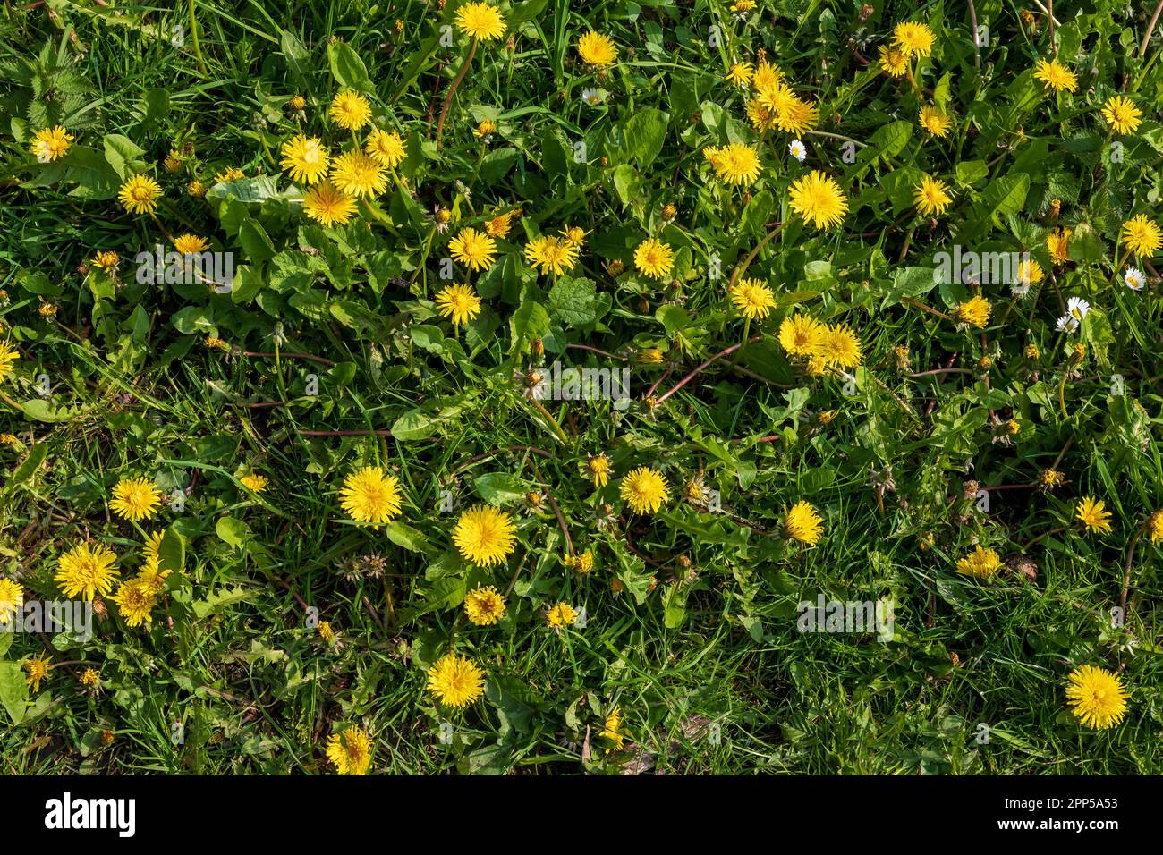 patch of dandelion weeds wit their yellow flower heads. Stock Photo