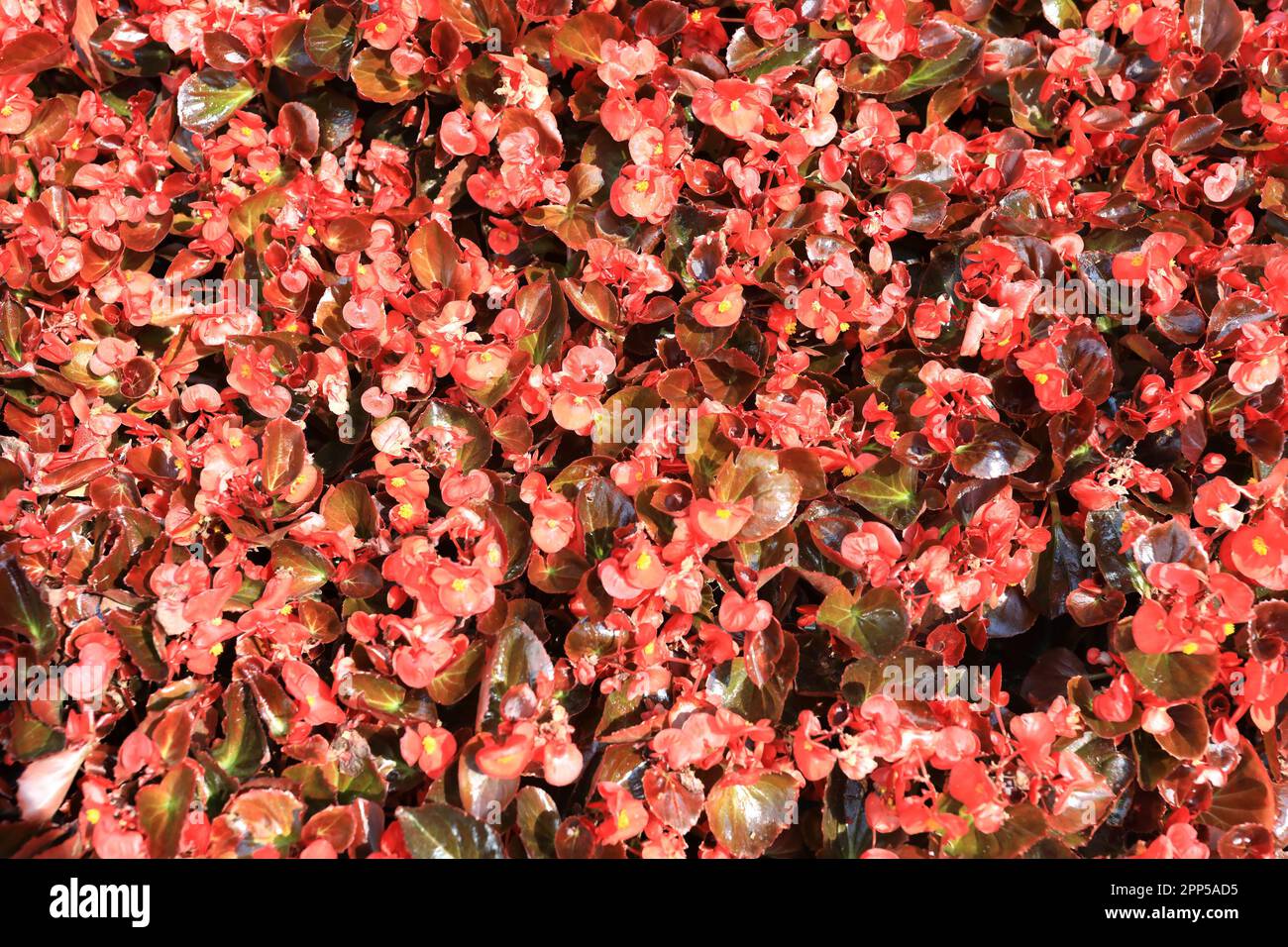View of Begonia semperflorens flowers in garden Stock Photo