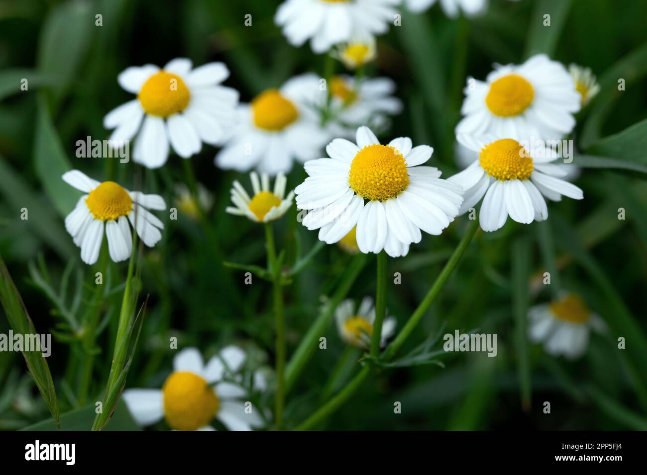 White chamomile flowers in hi-res stock photography and images - Alamy