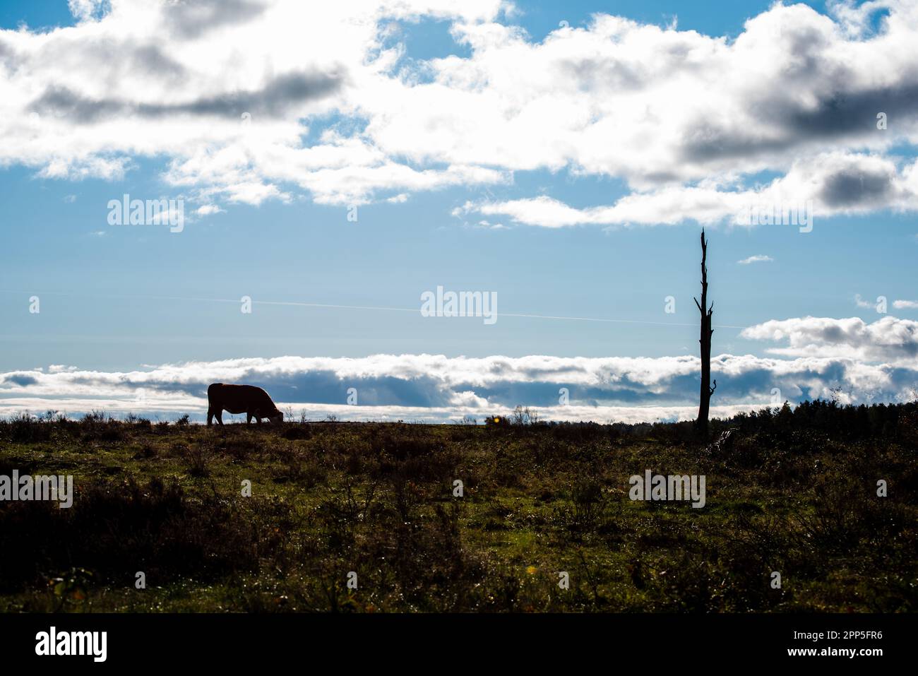 Brown cow grazing in an open field Stock Photo - Alamy