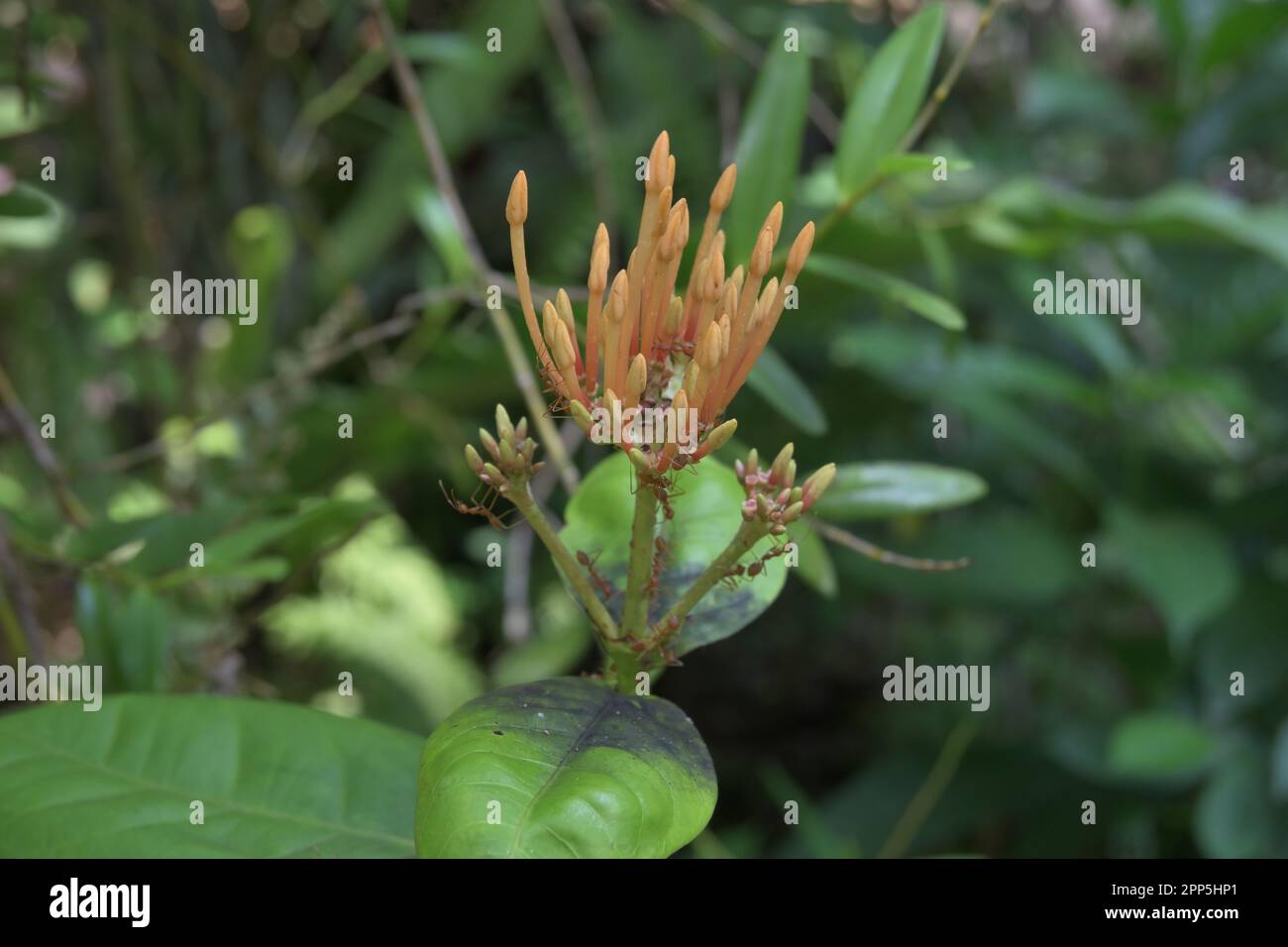 A ready to bloom flower buds of a yellow Ixora (Ixora Coccinea) plant with few weaver ants walking on the flower buds Stock Photo