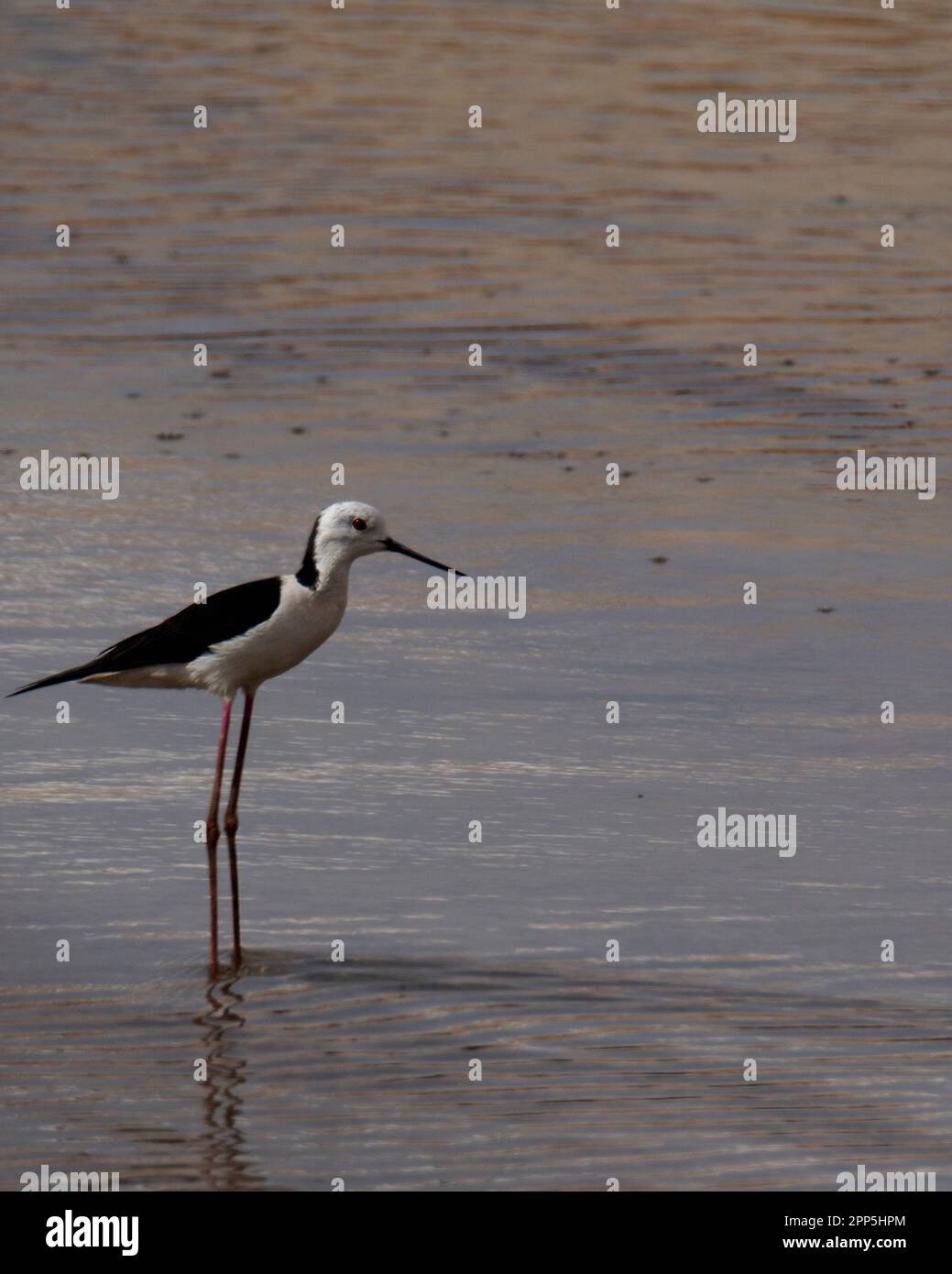 a black-winged isolated, searching for food in a lake Stock Photo