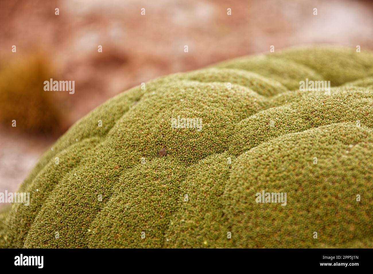 A close-up shot of a yareta plant somewhere in Potosí department, Bolivia Stock Photo