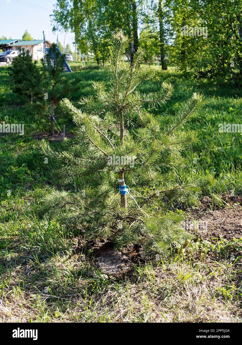 A young Christmas tree is planted on the edge of the forest, in spring Stock Photo