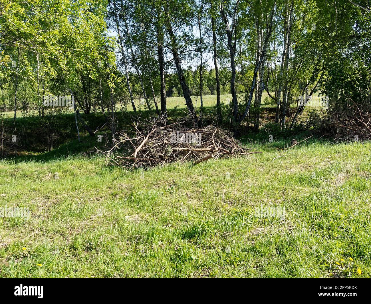 A pile of branches at the edge of the forest, in spring Stock Photo