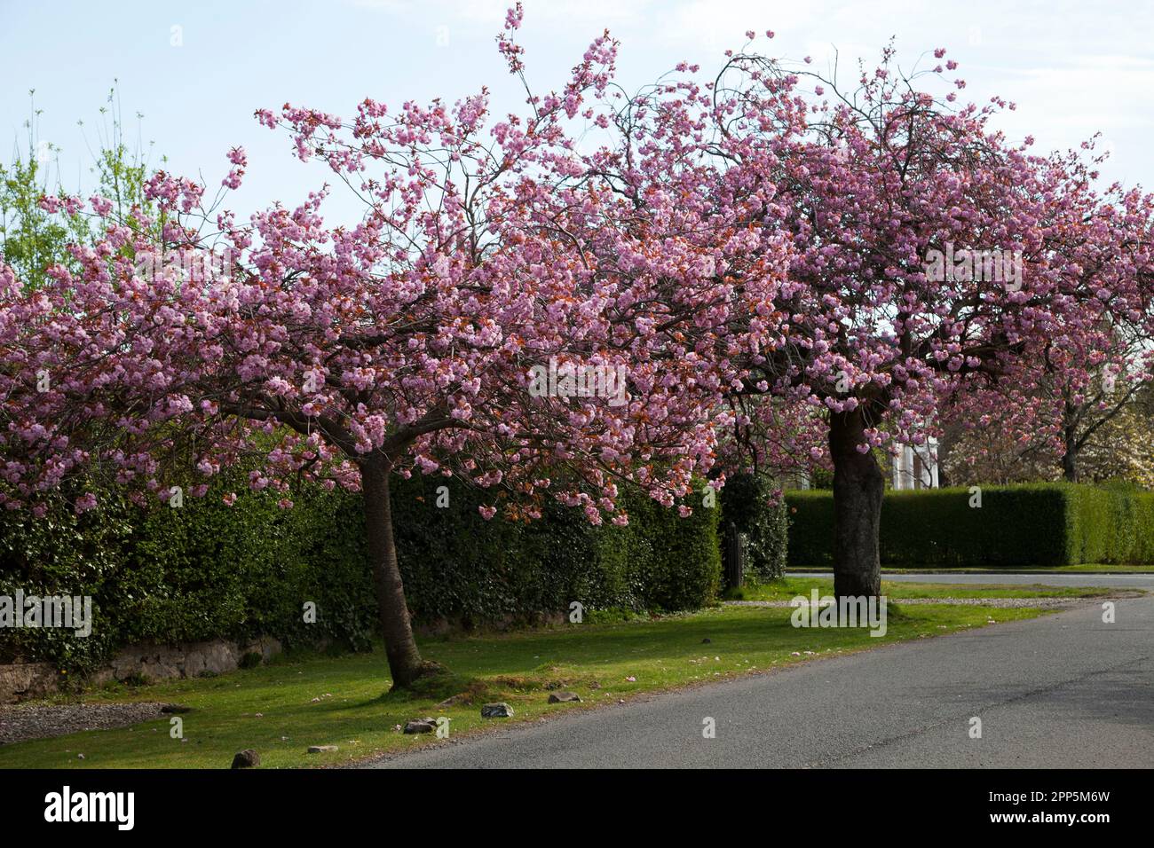 Pink Cherry Blossom West Argyll Street Helensburgh Scotland Stock 