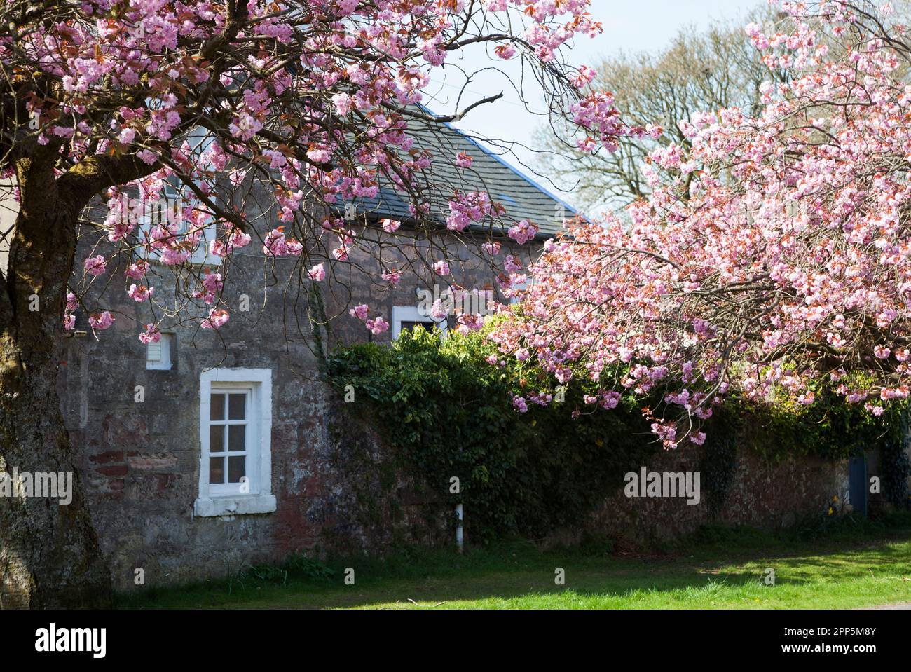 Pink Cherry Blossom West Argyll Street Helensburgh Scotland Stock 