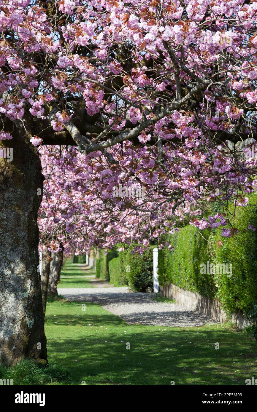 Pink Cherry Blossom West Argyll Street Helensburgh Scotland Stock 