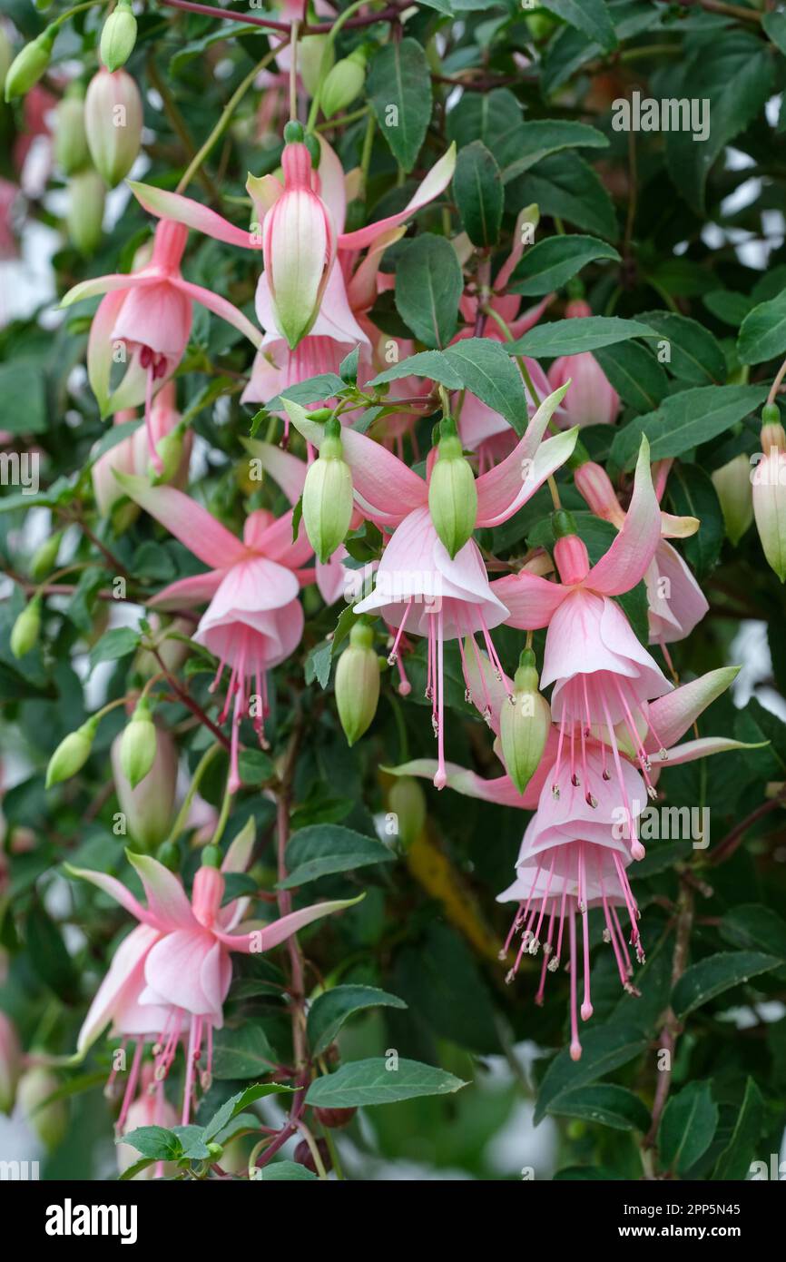 Fuchsia Leonora, single flowers, pink sepals and pale pink petals Stock Photo