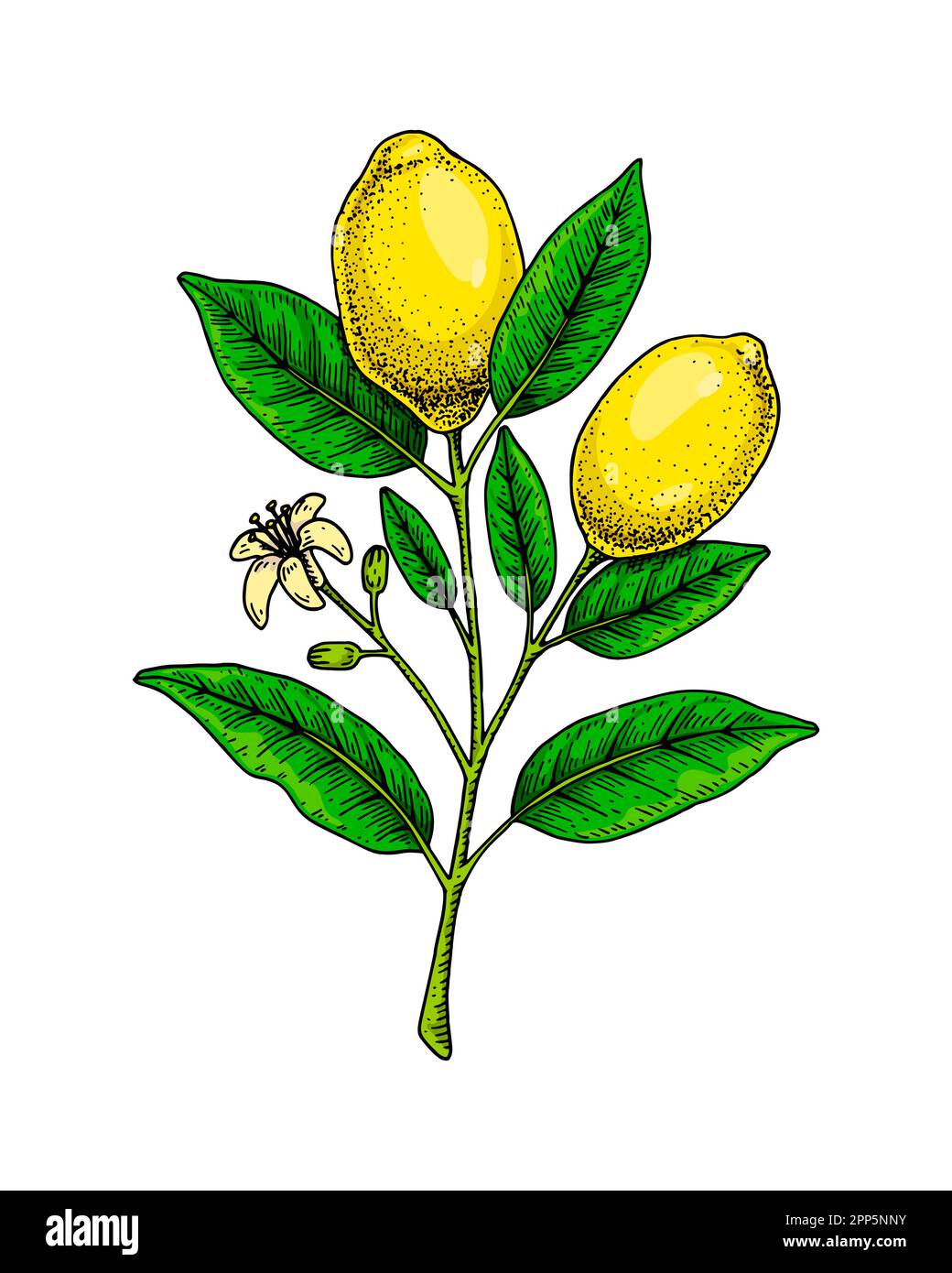 Lemon branch with fruits, leaves and flower. Colorful hand drawn vector