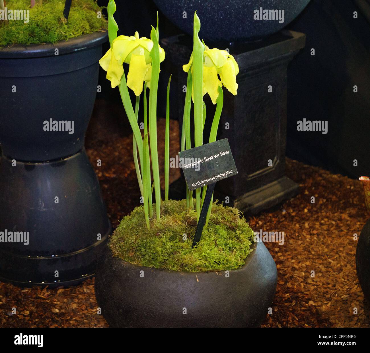 Harrogate, North Yorkshire, UK. 22nd Apr 2022. Harrogate Spring Flower