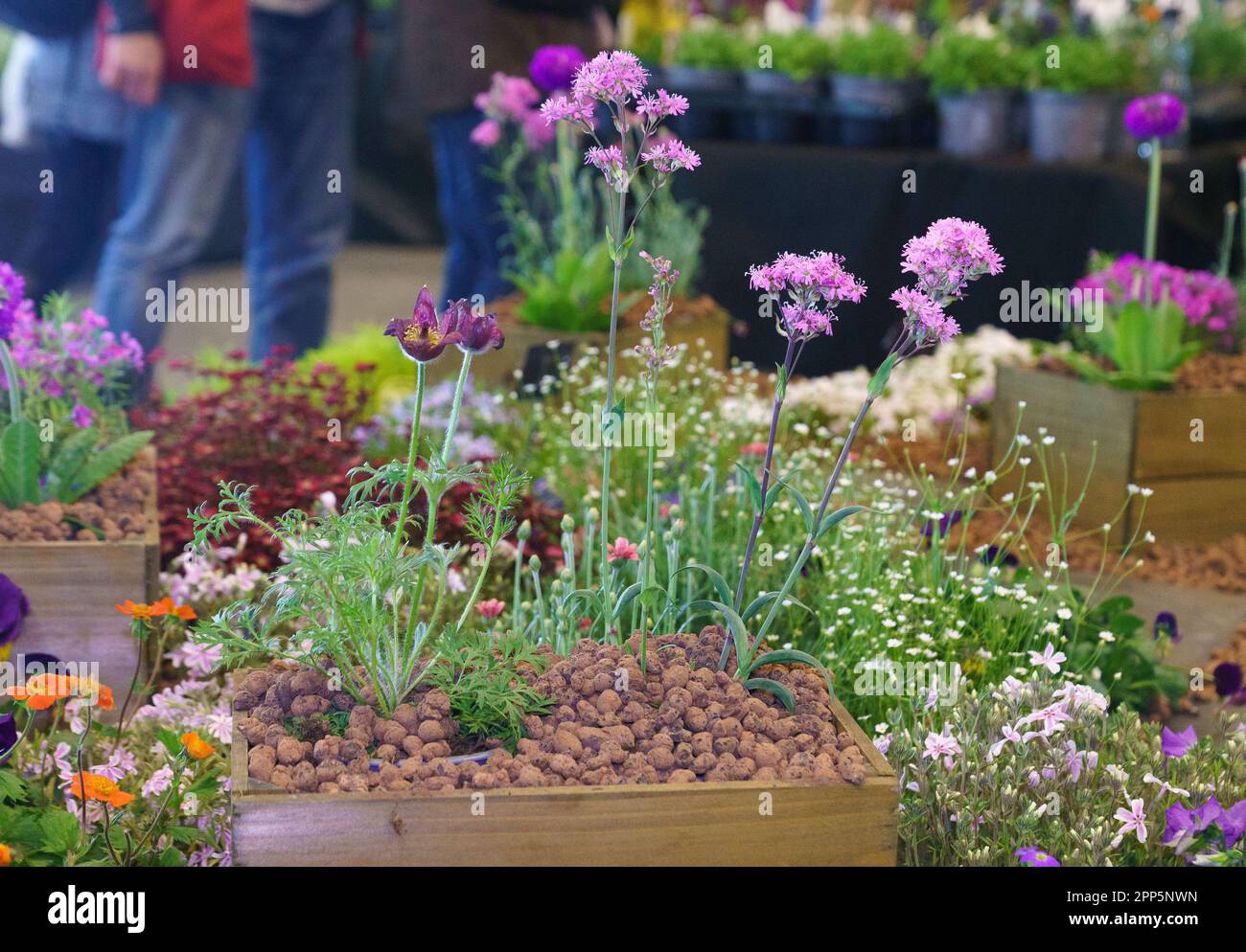 Harrogate, North Yorkshire, UK. 22nd Apr 2022. Harrogate Spring Flower