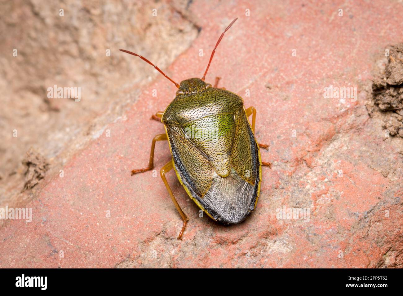 A gorse shield bug (Piezodorus lituratus) resting on stone. Seen near Nose's Point, Seaham, County Durham. Stock Photo