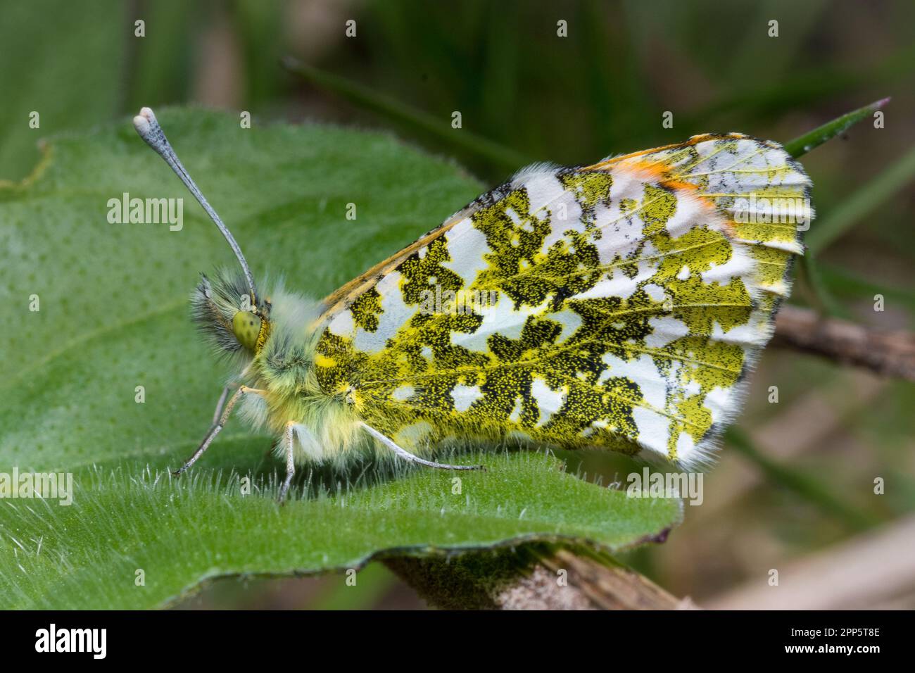 An orange tip butterfly (Anthocharis cardamines) at rest. Seen on the beach at Hawthorn Hive, Country Durham. Stock Photo