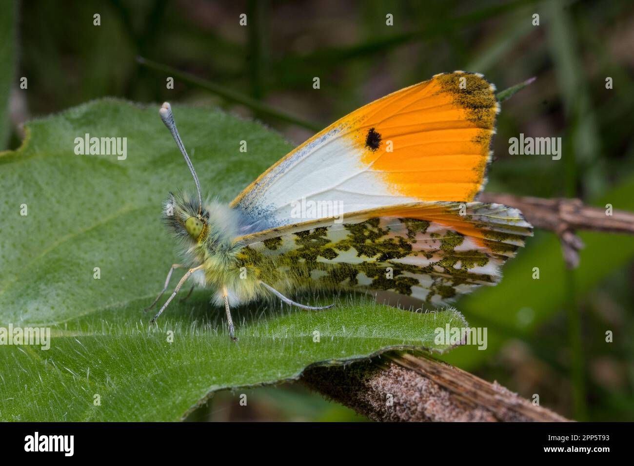 An orange tip butterfly (Anthocharis cardamines) at rest. Seen on the beach at Hawthorn Hive, Country Durham. Stock Photo