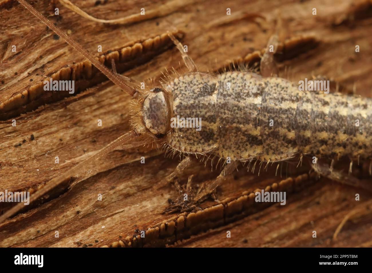 Detailed closeup on the four lines silverfish , Ctenolepisma lineatum sitting on wood Stock Photo