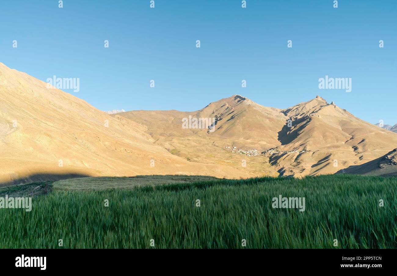 Spiti valley with view of wheat field and Himalayas in midground with glimpse of Chicham village under blue sky near Kaza, Himachal Pradesh, India. Stock Photo