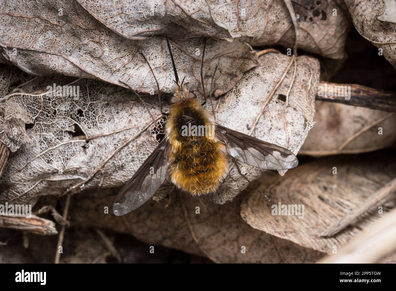 A bee fly (Bombylius sp) resting on dead leaves. Taken on the beach at Hawthorn Hive, County Durham. Stock Photo