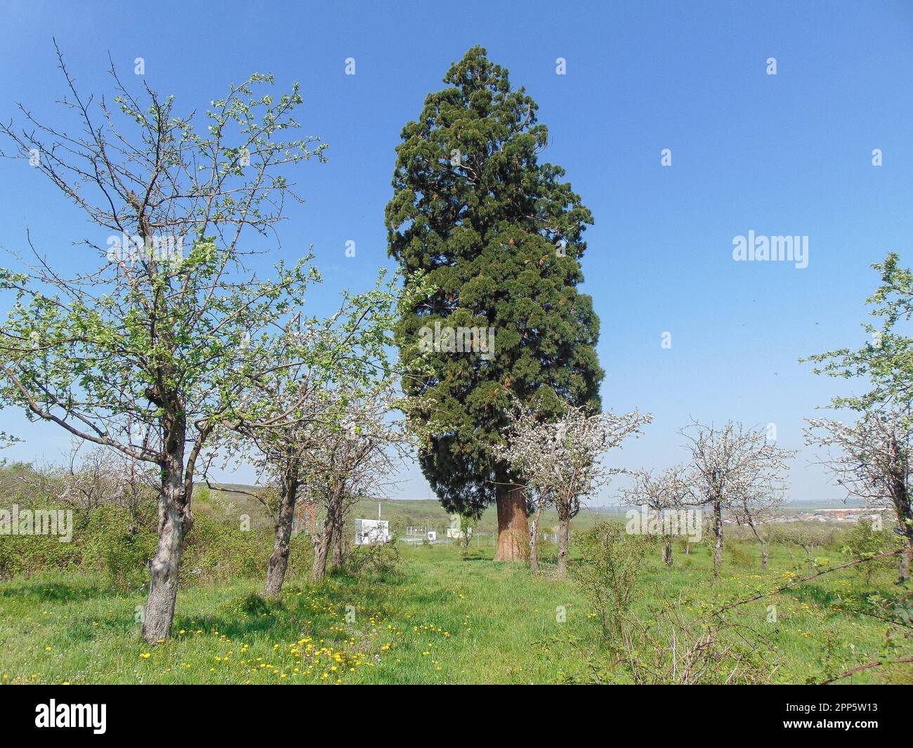 Sequoia gigantea tree in the village of Ardusat in Maramures county, Romania. The tree is over 200 years old Stock Photo