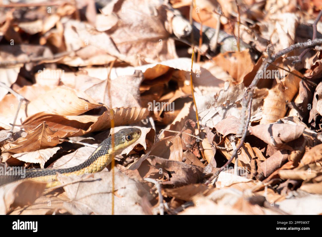 Live birth snake hires stock photography and images Alamy