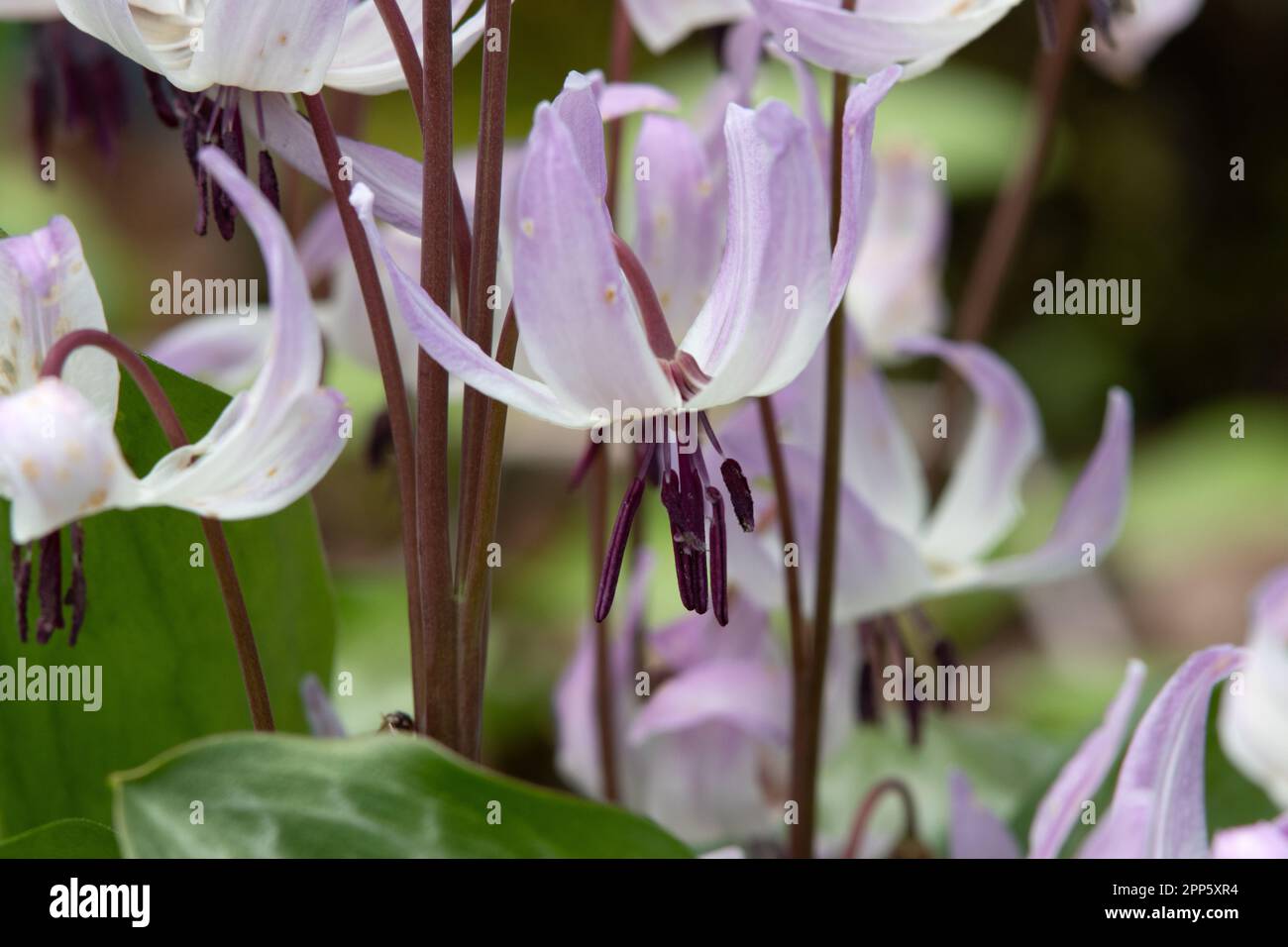 Erythronium dens-canis 'Pink Perfection' Stock Photo
