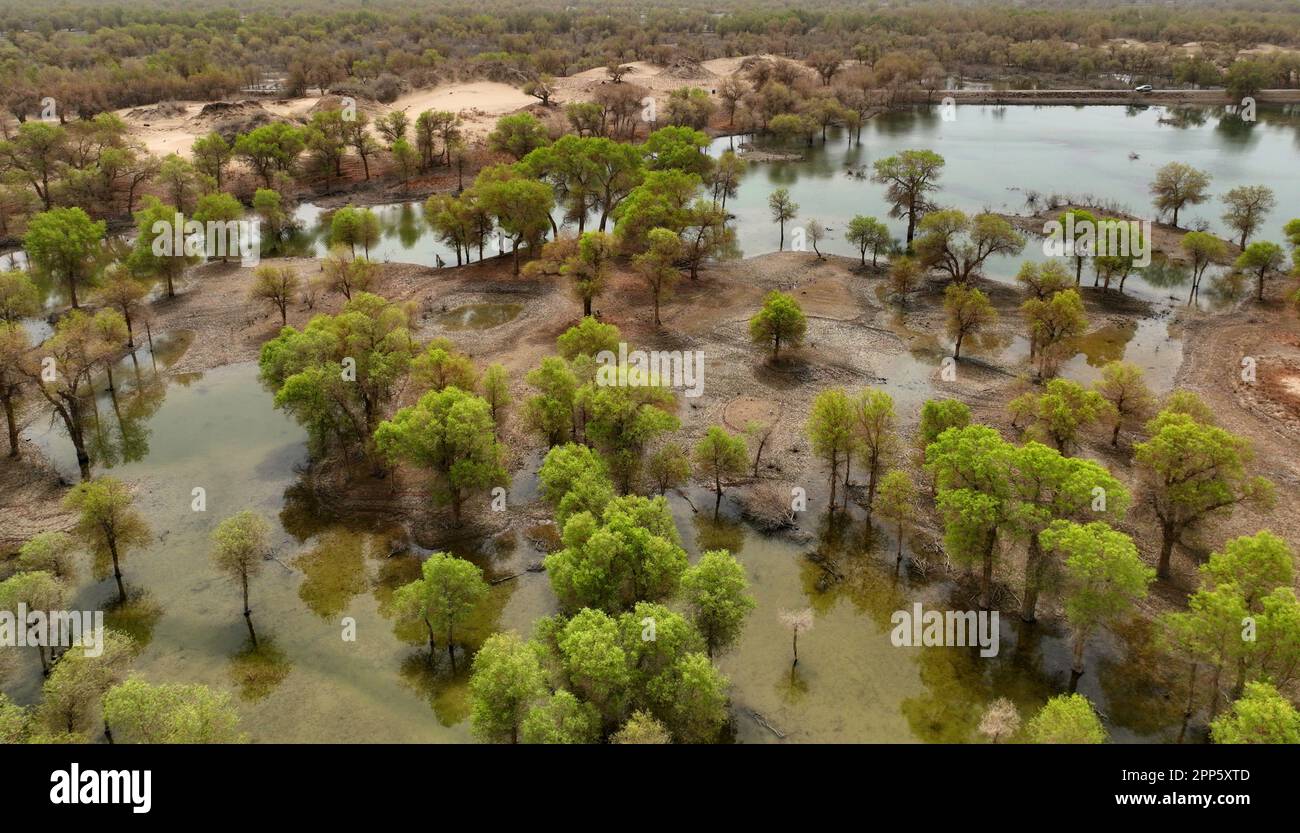 BAZHOU, CHINA - APRIL 22, 2023 - Populus euphratica forest stand on ...