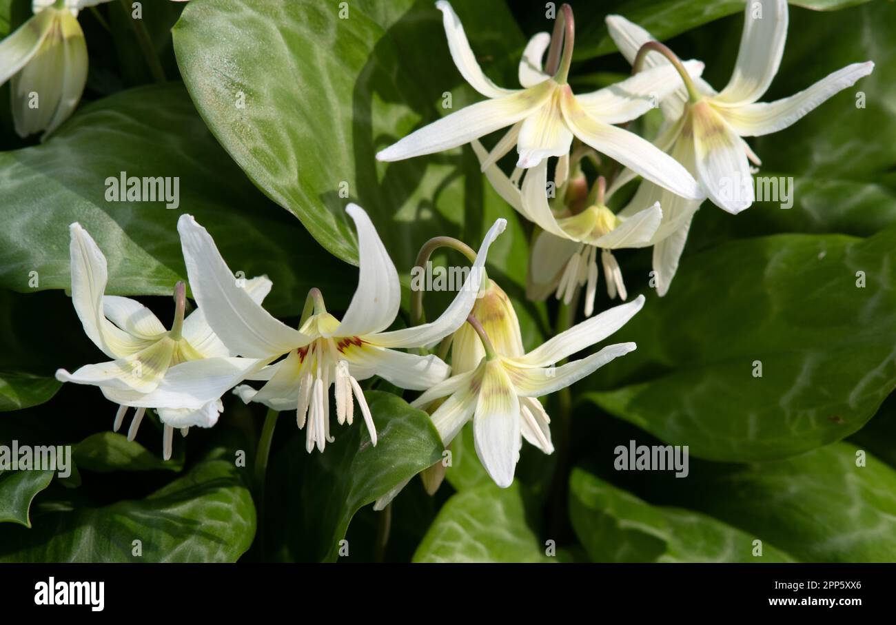 Erythronium californicum 'White Beauty' Stock Photo