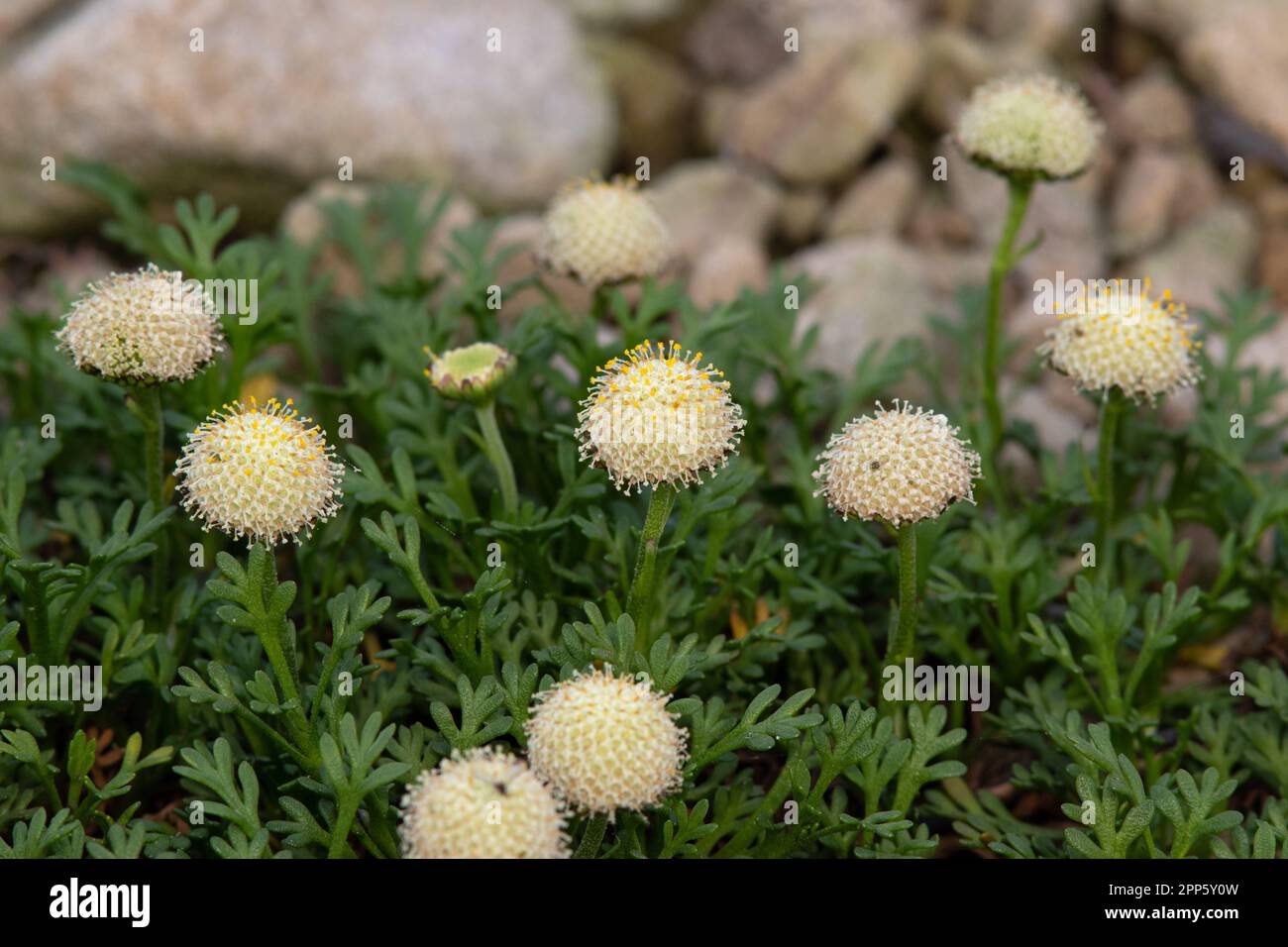 Leptinella pyrethrifolia Stock Photo