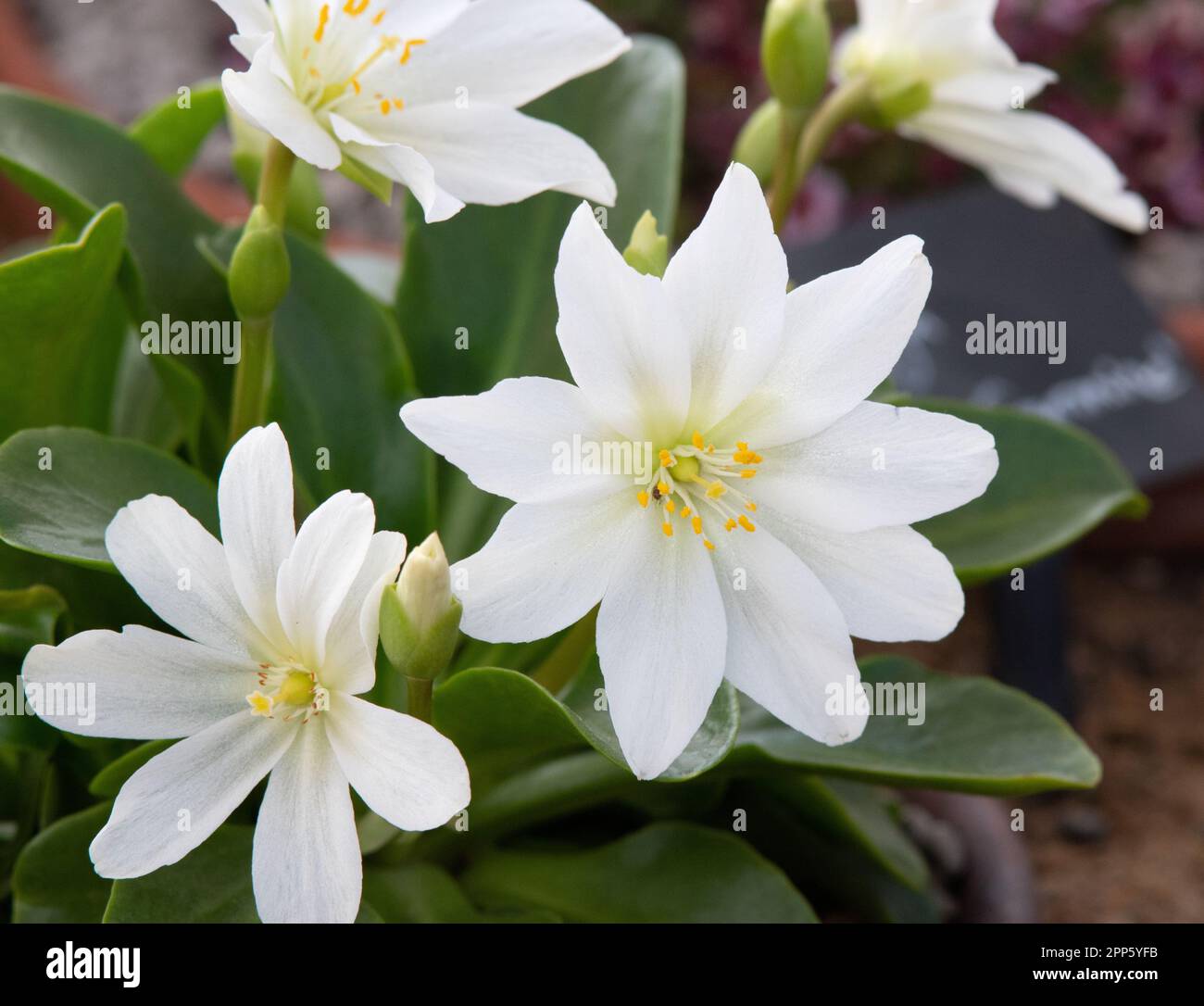 Lewisia tweedyi 'Alba' Stock Photo - Alamy