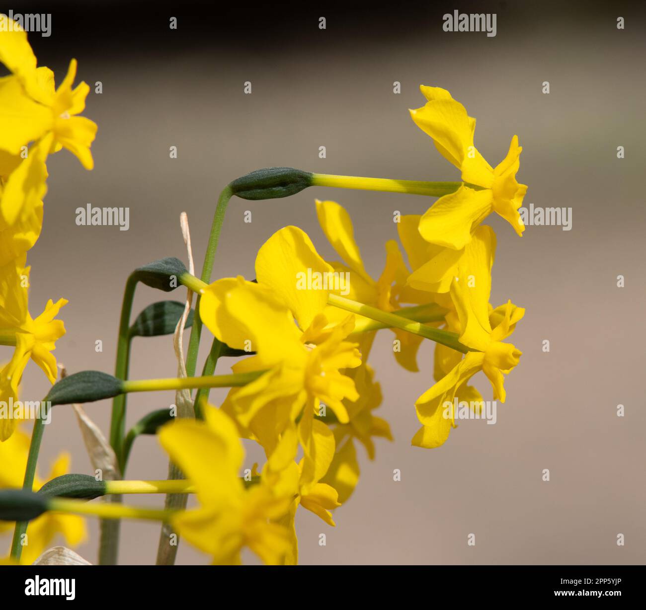 Narcissus fernandesii var. cordubensis Stock Photo