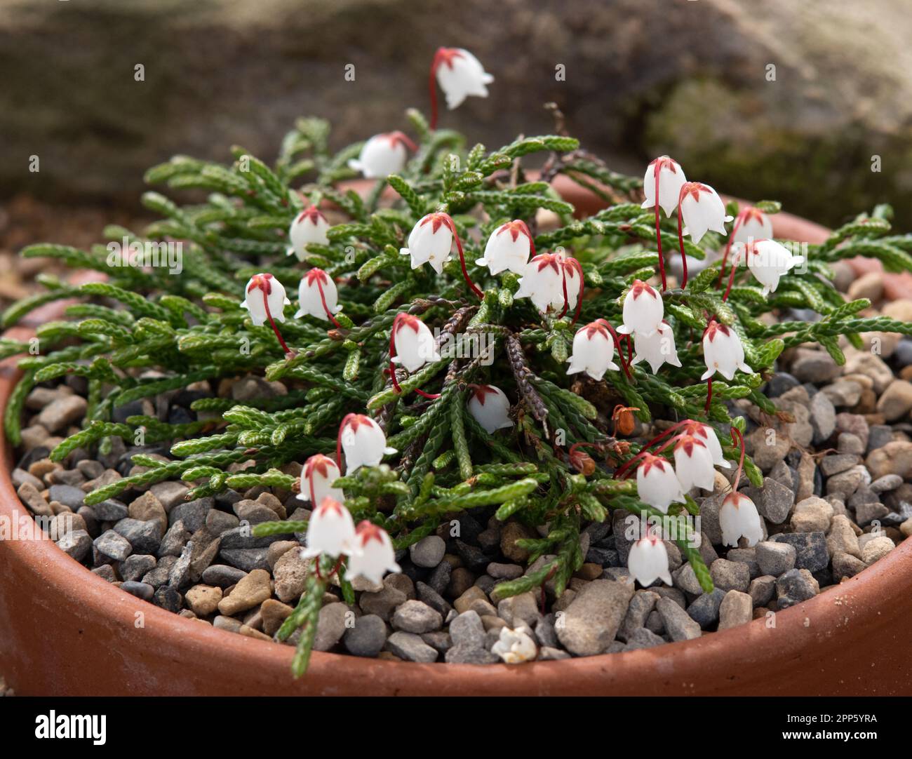 Cassiope lycopodioides 'Beatrice Lilley' Stock Photo