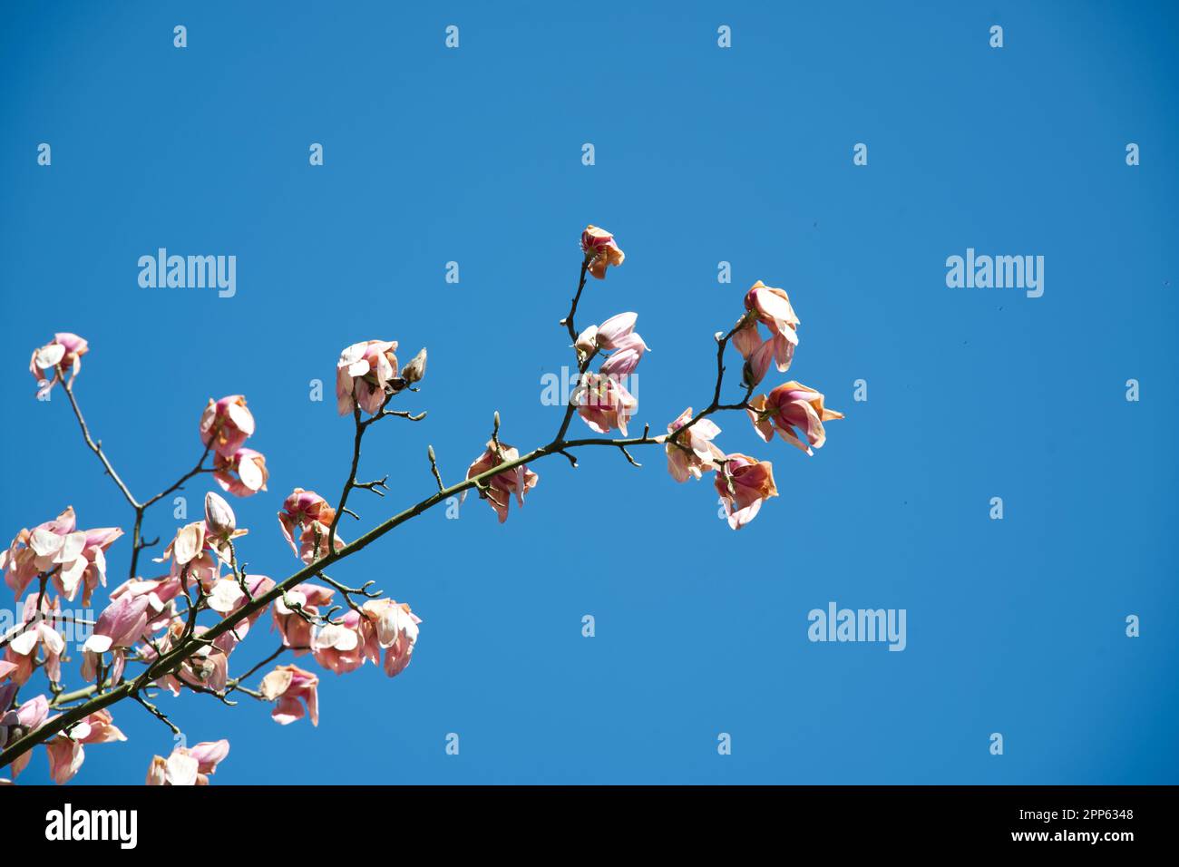 Flamboyant pale pink spring flowers of Magnolia campbellii 'Darjeeling' × cylindrica in UK garden April Stock Photo