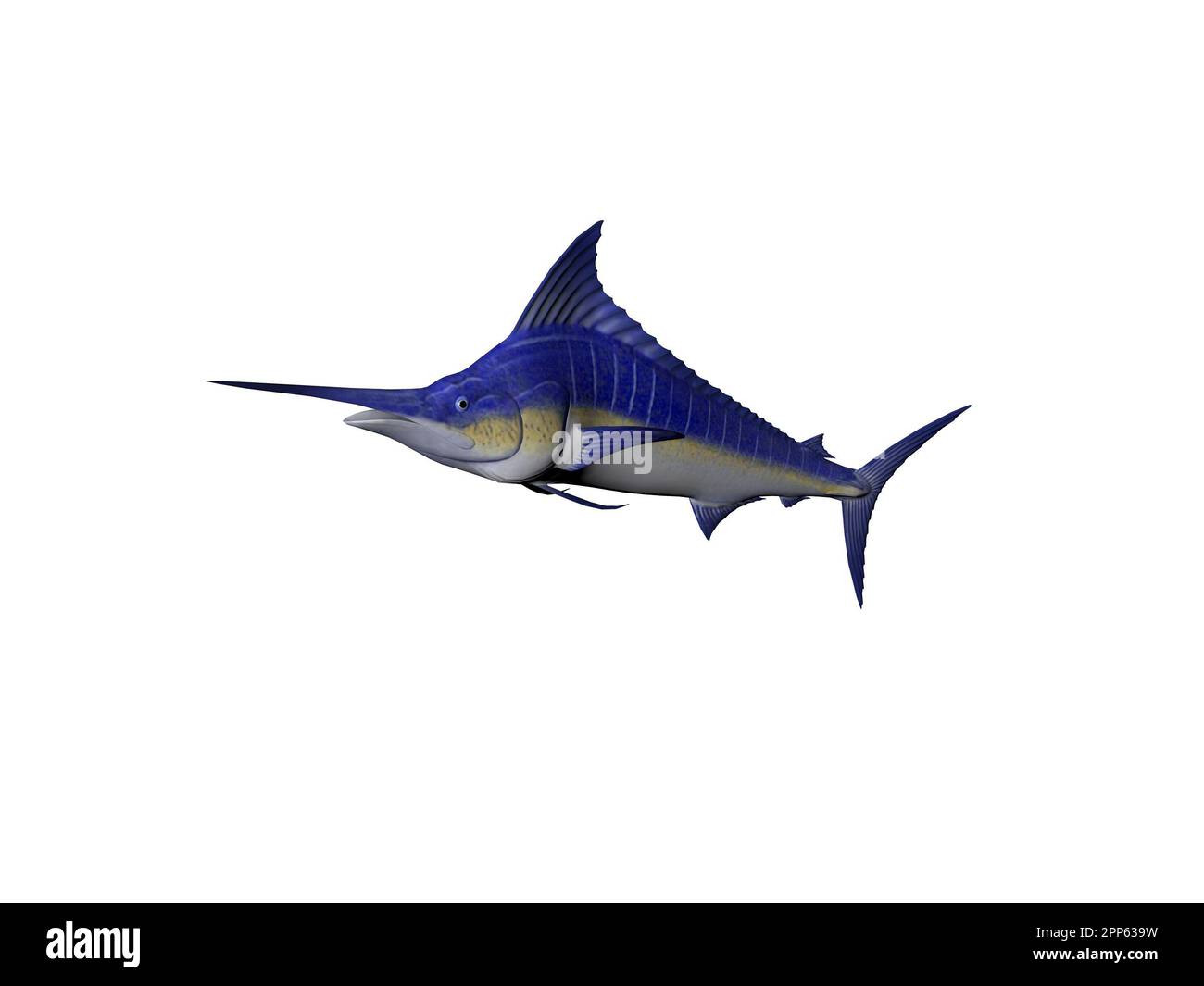 Atlantic Blue Marlin (Makaira nigricans) - ANGARI Foundation