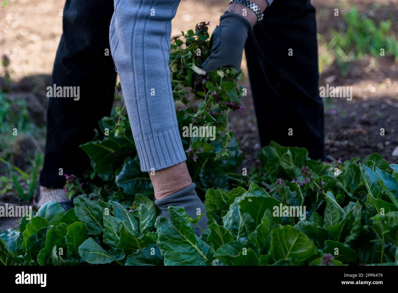 Woman in gloves removing weeds hi-res stock photography and images - Alamy