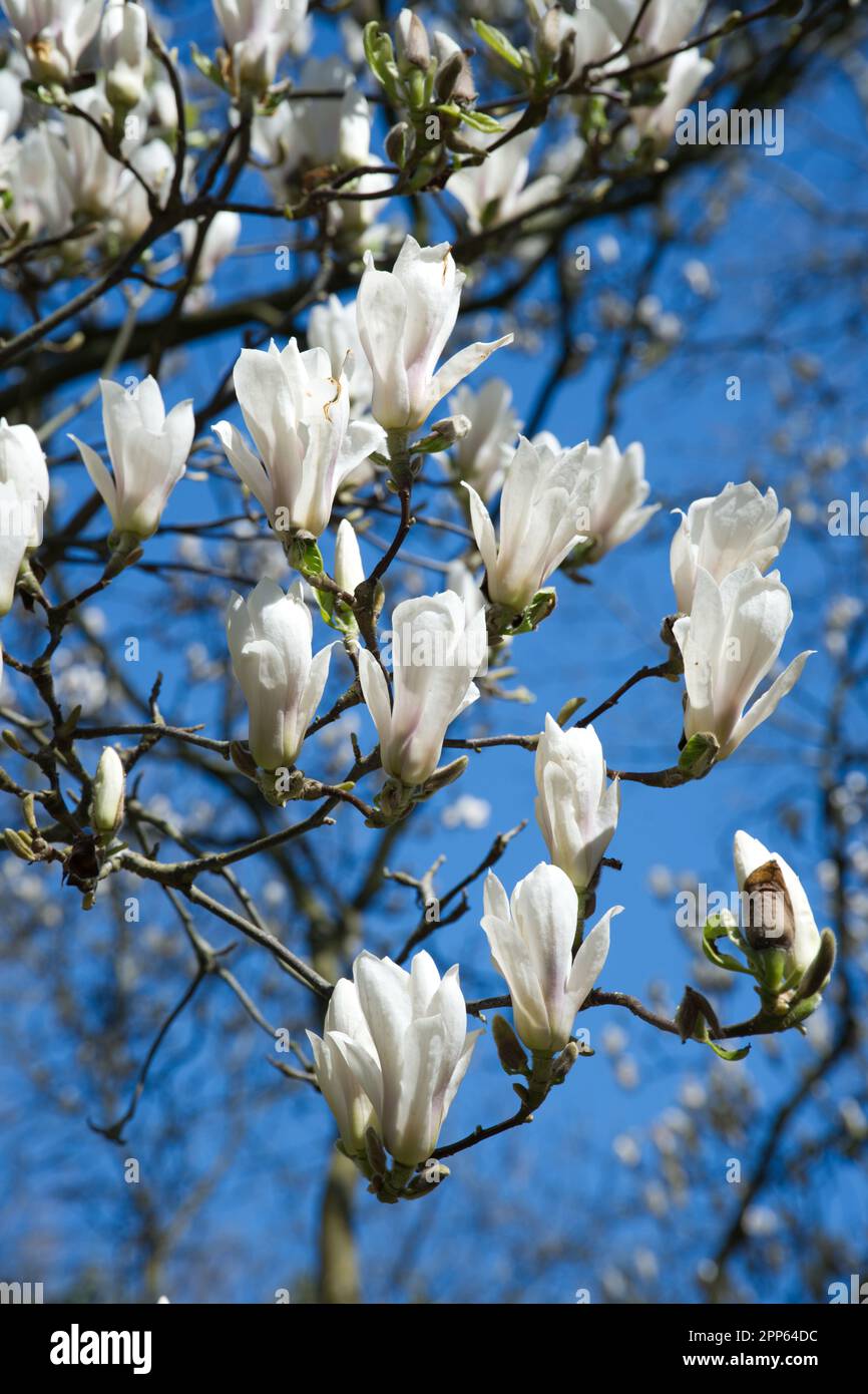 large-white-spring-flowers-of-saucer-magnolia-magnolia-x-soulangeana