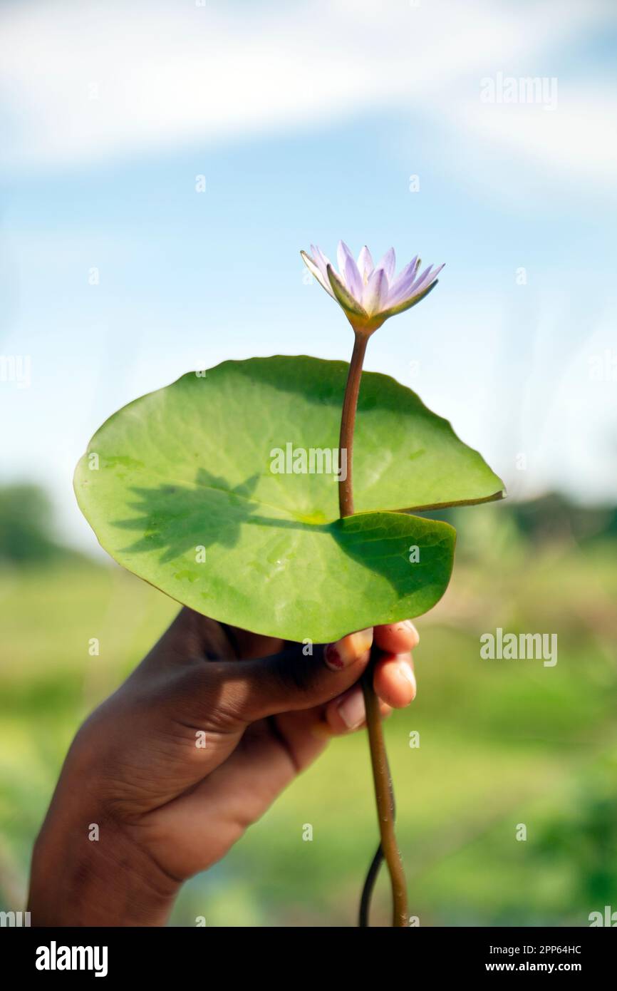 Holding lily up to sky. Nelumbo nucifera, also known as Indian lotus, sacred lotus, bean of India, Egyptian bean or simply lotus, species of aquatic p Stock Photo