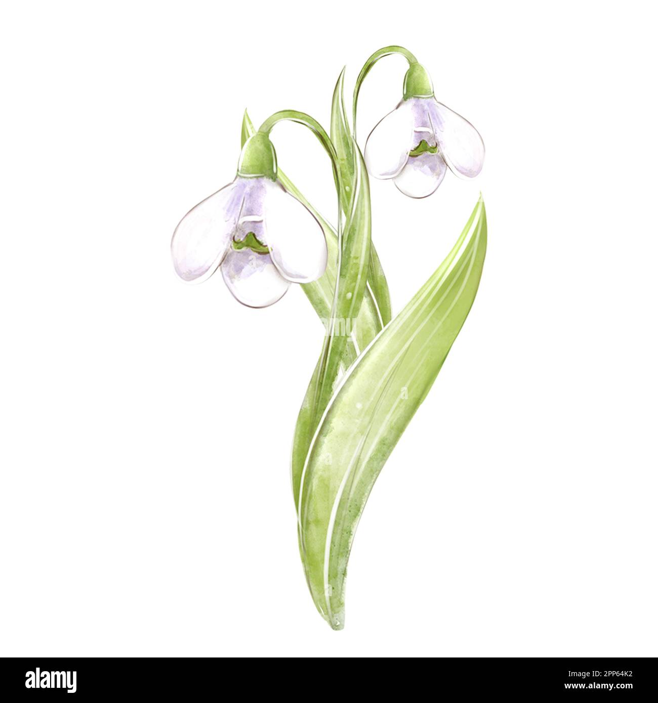 Snowdrop, watercolor illustration isolated on white background for design. Spring flowers, decor, Easter. Stock Photo