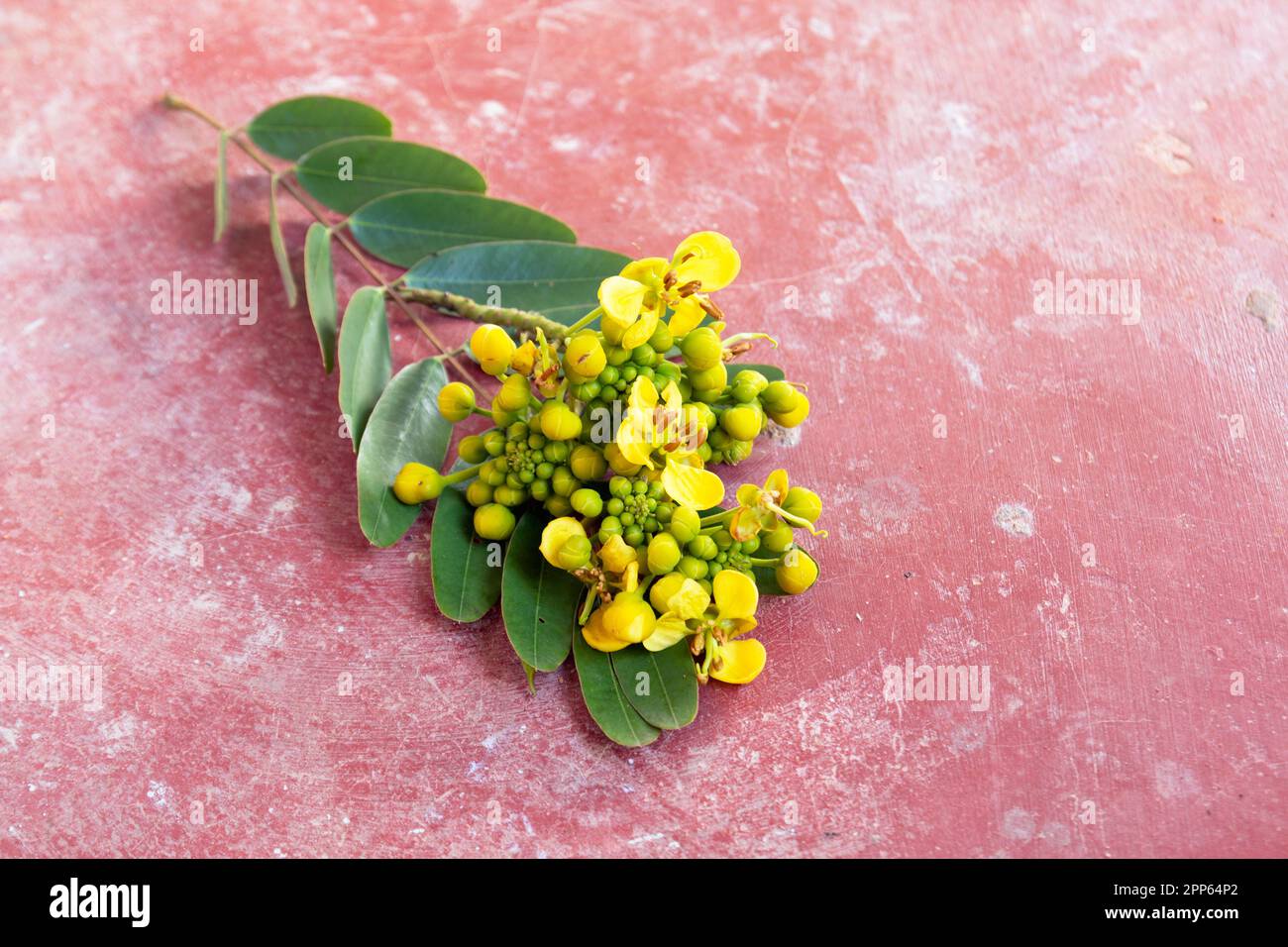 Thai copper pod flower on Brick background with soft shadow. (Scientific name Senna siamea). Cassod tree and Thai copper pod., On white background (Se Stock Photo