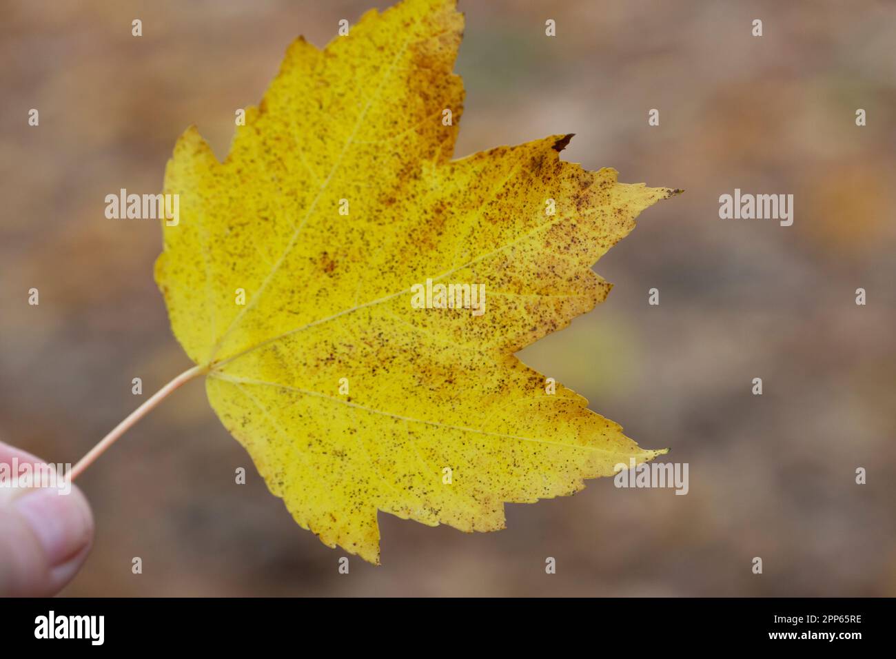 Selective focus - Liquidambar styraciflua autumn leaf in a woman's hand, blurred background - autumnal background Stock Photo