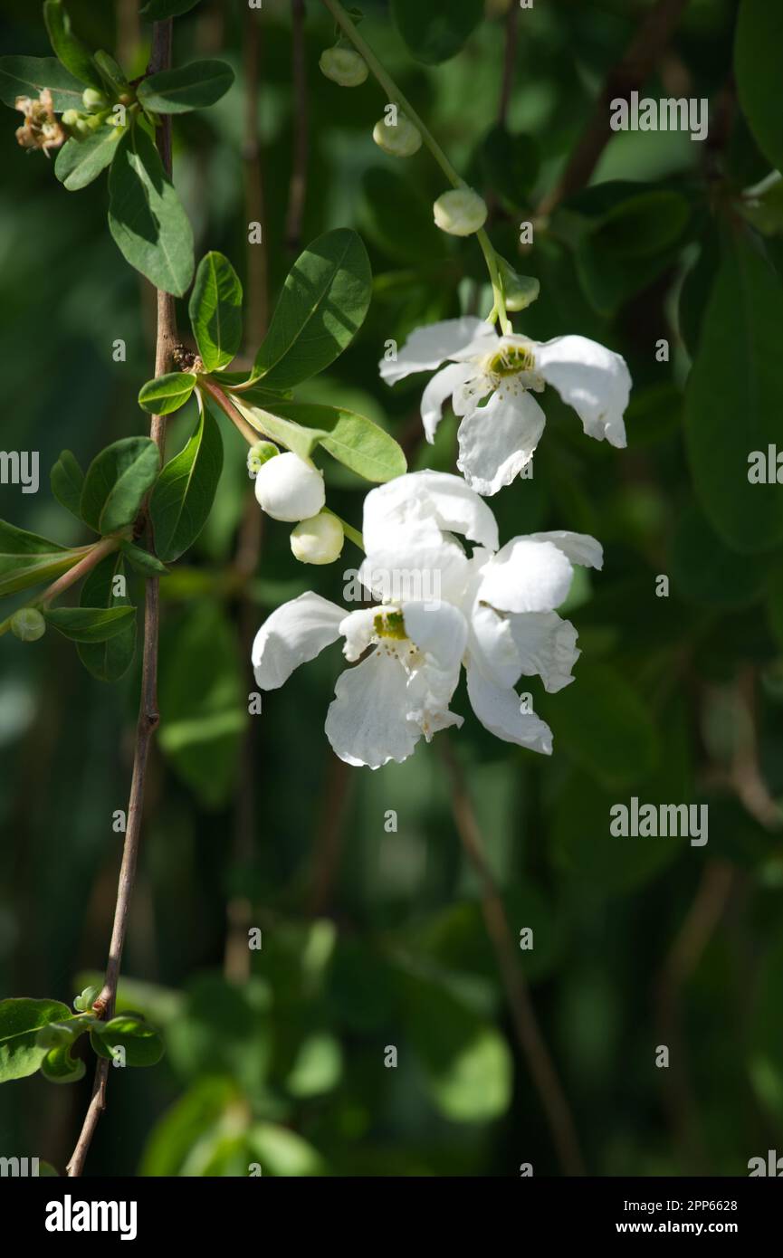 White spring flowers of Pearl Bush Exochorda × macrantha 'The Bride' in UK garden April Stock Photo